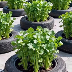 Tuyển gấp 1 cô chăm bé bao ăn ở lại ạ