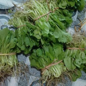 Tuyển gấp 1 cô chuyên chăm bé giỏi ạ