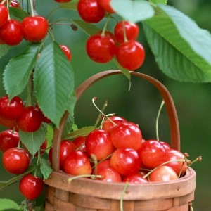 Tuyển dụng gấp: Giúp việc nhà Quận 7, lương cao 11 triệu, nhận việc ngay!