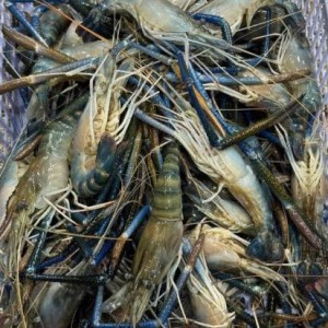 Tuyển gấp 1 cô chuyên chăm bé bao ăn ở lại ạ