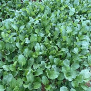 Gia đình em cần gấp ạ