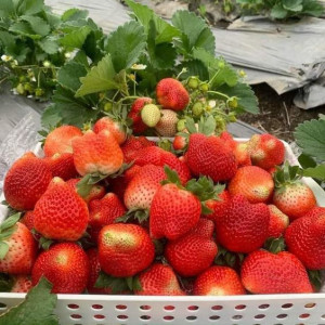 Góc Tìm 1 Cô Giúp Việc Nhà Ở Q4, Nhà 53m2 1 Trệt 2 Lầu