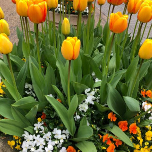 Chiều Nay Cần Tìm Người Giúp Việc Nhà Cho Gia Đình  3thành Viên