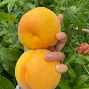CẦN GẤP 1 CÔ GIÚP VIỆC NHÀ TẠI QUẬN 3 – ĐƯỜNG VÕ VĂN TẦN