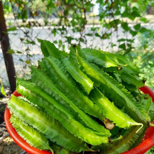 Cần cô giúp việc nhà cho gia đình em có 3 người lớn ở ngay chợ Phạm Thế Hiển Quận 8