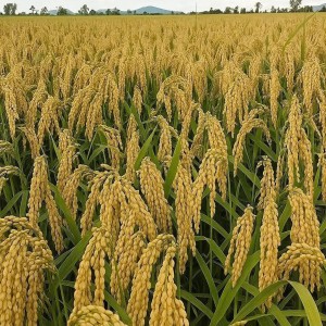 Tuyển gấp 1 cô chăm bé giỏi đi làm bao ăn ở lại ạ