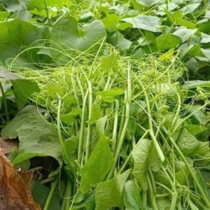 Gia đình em cần gấp 1 cô chăm bầu ạ
