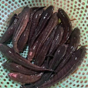 Chính chủ em cần gấp ạ