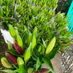 Việc nhà em đang cần gấp một cô đến phụ giúp việc nhà cửa 1 tay tại khu vực gần Nhà thờ Tân Hương, quận Tân Phú.