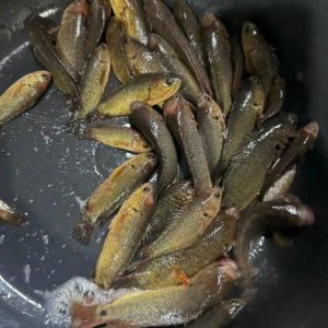 Cần người chuyên chăm bé giỏi ạ