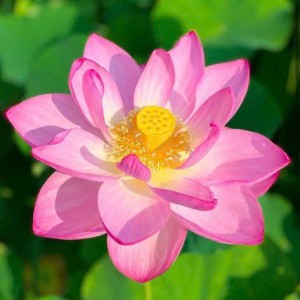 Nhà em đang muốn tìm 1 chị giúp việc ở lại được. Mức lương 13 triệu ở chung cư RichStar-Tân Phú