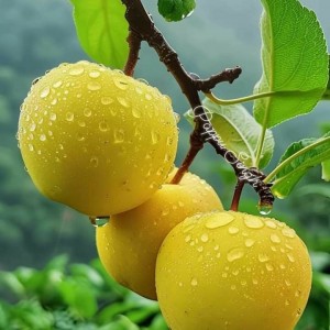 Tìm Người Phụ Giúp Việc Khu Phú Mỹ Hưng – Ưu Đãi Tốt! LÀM BAO ĂN Ở