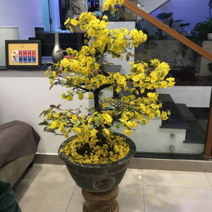 Đợt Này cận Tết Quá Có Chị Nào Lên Đi Làm Ngay Được Không !!! Vợ Chồng Bận Rộn nên Em Cần 1 Chị Về Giúp Việc, Làm Ở Lại Luôn.