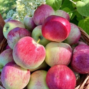 Cần người làm tập vụ nhà hàng ạ