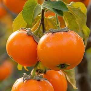 Cần gấp giúp việc nhà Quận 1, bao ăn ở, lương 11 triệu