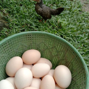 Cần Gấp 1 Cô Về Làm Việc Nhà –nhận Việc Đi Làm Ngay Luôn !!!