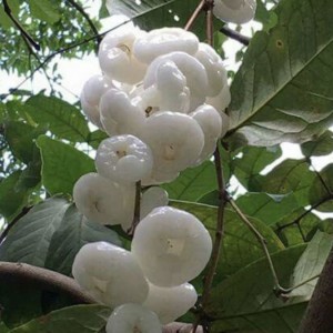 📣 Cần Gấp Cô Giúp Việc Nhà Ở Lại Lh 0966529171