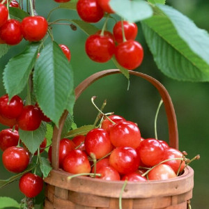 Tuyển Cô Giúp Việc Nhà Quận 8 Bao Ăn Ở Lại,  CẦN GẤP