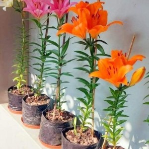GẤP.. GẤP ... GẤP LẮM RỒI MẤY CHỊ ƠI. EM CẦN CHỊ QUA LÀM VIỆC CHO GIA ĐÌNH EM LUÔN NHA
