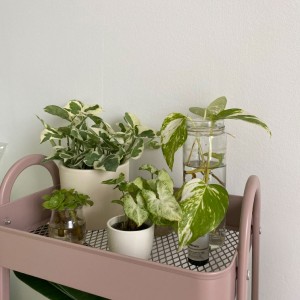 CẦN GẤP CÔ GIÚP VIỆC NHÀ LÀM Ở LẠI CHO GIA ĐÌNH EM VỚI MỨC LƯƠNG TỪ 13 TRIÊU TRỞ LÊN