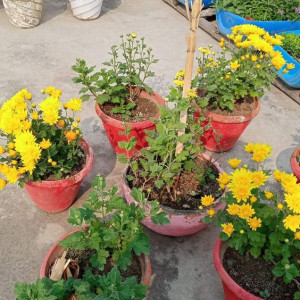 Em Đang Cần Gấp 1 Chị Phụ Giúp Việc Nhà Làm Ăn Ở Lại Luôn Cho Gia Đình Đi Làm
