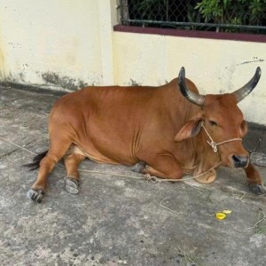 Tuyển gấp 1 cô làm việc cho gđ em ạ