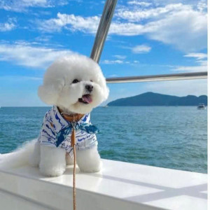 Chung cư quận 7 cần tìm gấp 1 chị giúp việc sáng đi chiều về ạ