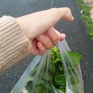 GIA ĐÌNH EM CẦN GẤP CHỊ GIÚP VIỆC NHÀ Ở LẠI TẠI ĐƯỜNG TÊN LỬA QUẬN  BÌNH TÂN