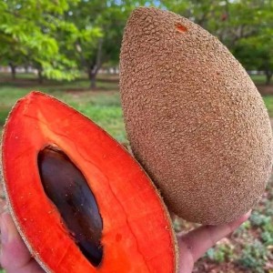 Cần Gấp Cô Chuyên Nấu Ăn Lh 0966529171