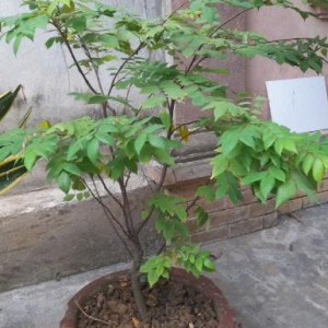 Tuyển gấp 1 cô chuyên làm việc nhà giỏi ạ