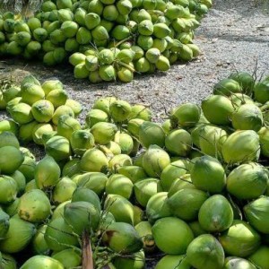 Gia đình em cần gấp 1 cô chuyên chăm bé ss ạ
