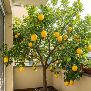 Nhà Mặt Phố 1 Lầu Cần Tuyển Gấp Cô Giúp Việc Nhà Bao Ăn Ở