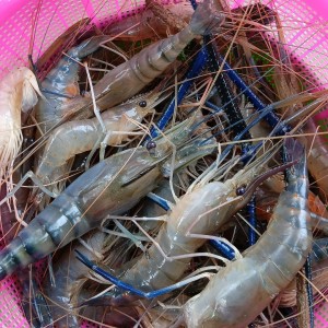 Nhà Em Ở Trên Đường Quang Trung Quận Gò Vấp Tha Thiết Tìm 1 Cô Đến Phụ Giúp Việc Nhà Giúp Em 1 Tay Nha