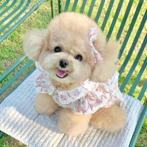 Chính chủ em cần gấp 1 cô chăm ông đi làm bao ăn ở lại ạ