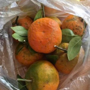 Tuyển gấp 1 cô chăm bé giỏi ạ