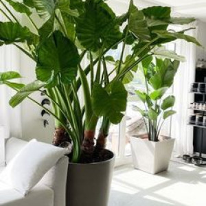 Tuyển Chị Giúp Việc Nhà Ở đường Trường Chinh quận Tân Phú