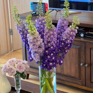 Các chị ơi, nhà em ở trên đường Phan Đăng  Lưu Quận Phú Nhuận tuyển gấp chị về lo cơm nước cho gia đình em nha