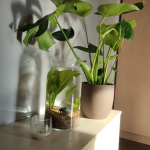 Nhà e đang tìm gấp người giúp việc cho gd luôn tại quận 5