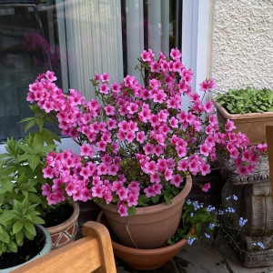 Trên đường Lý Chiêu Hoàng Q6, tìm cô giúp việc nhà !!!