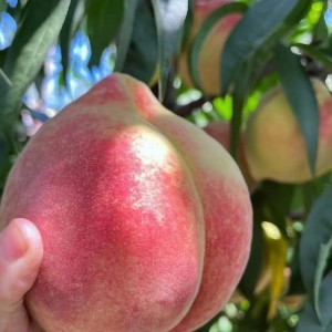 CẦN GẤP CÔ GIÚP VIỆC NHÀ – ĐI LÀM NGAY