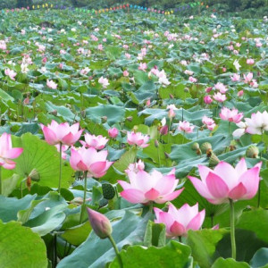 GẤP LẮM RỒI CÁC CÔ ƠI ...... !!! GIA ĐÌNH TOÀN NGƯỜI LỚN TÌM CÔ VỀ GIÚP VIỆC NHÀ