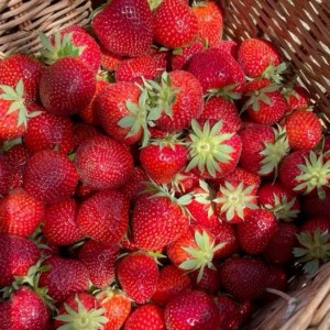 Nhà em ở trên đường Nguyễn Bá Tòng quận Tân Bình, cần gấp 1 cô giúp việc nhà làm ăn ở lại luôn cùng nhà em